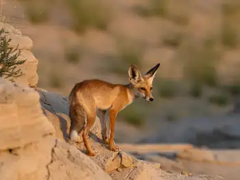 Wildlife Spotting on a Liwa Safari: What You Might See at Night