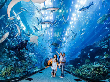 Dubai Aquarium & Underwater Zoo Ticket